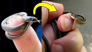 10 Smallest Snakes You Can Own As Pet [upl. by Laina]