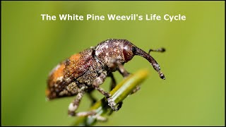 The White Pine Weevils Life Cycle [upl. by Ahsait]