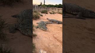 Wild Crocodile Encounters Danger or Playtime buaya animals crocodile [upl. by Areit]