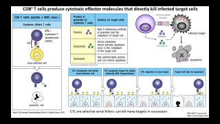 T cell activation  What are the 3 signals for T cell activation T cell differentiation Immunology [upl. by Tebasile]