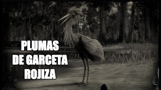 Red Dead Redemption 2 – ¿Cómo conseguir plumas de Garceta rojiza Reddish Egret [upl. by Richter553]