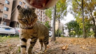 Cat with GoPro fights and asserts dominance  Compilation Douyin [upl. by Oirramaj]