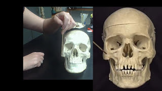 Detailed Anatomy of the Human Skull The cranial and facial bones and structures New and Improved [upl. by Eihcir]