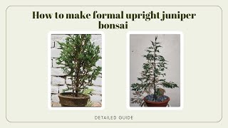 making formal upright style juniper bonsai  juniper bonsai from nursery stock  Bonsaiart324 [upl. by Akered665]