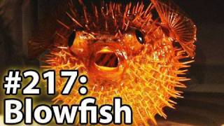 Is It A Good Idea To Microwave A Blowfish [upl. by Vanny]