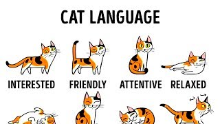 HOW TO UNDERSTAND YOUR CAT BETTER [upl. by Blanchette]