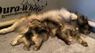 Keeshond Puppies quotThe Famousquot Litter [upl. by Mcfadden]