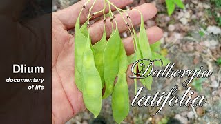 Indian rosewood Dalbergia latifolia  part 6 [upl. by Cordier481]