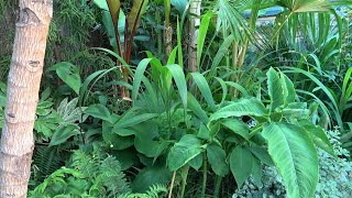 One of the most exotic looking grasses Setaria palmifolia CHB 2017 update [upl. by Devan850]