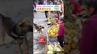 टॅमीला संत्री आवडतात🤣😂😀😅 shots viral comedy karamativlog funnyanimals funny [upl. by Ernest]