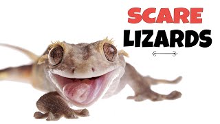 Sound To Scare Lizards  Lizard Repellent Sound [upl. by Heinrike]