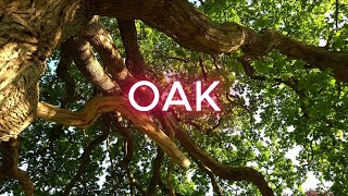 Oak [upl. by Nnazus]