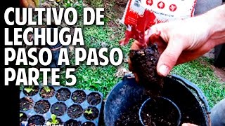 Cultivo de Lechuga Paso a Paso  Parte 5 Transplante de plantines de lechuga [upl. by Sioux135]