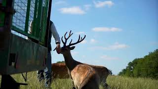 Welcome to Bucklebury Farm Park [upl. by Oel]