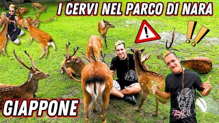 I CERVI IN GIAPPONE MORDONO TI PORTO CON ME NEL PARCO DEI CERVI DI NARA IN GIAPPONE [upl. by Aiseneg]