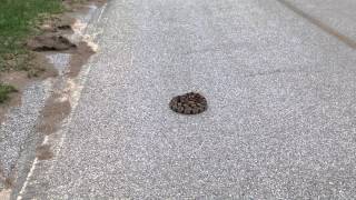 HUGE Timber quotCaneBrakequot Rattlesnake in Georgia [upl. by Lexine]