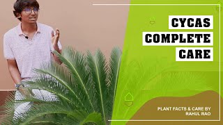 Cycas Plant Care in Hindi  Explanation why Cycas needs exact watering  New Shoot in the end [upl. by Ojeibbob]