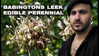 How to Grow Babingtons Leek  Perennial Leek Propagation [upl. by Ellednek]