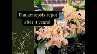 My Phallaenopsis Rheingold x pallens needs a repot after 4 years D [upl. by Aerbma]