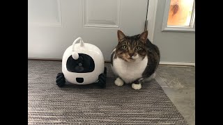 Meet Rocki my pets robot companion [upl. by Oriana]