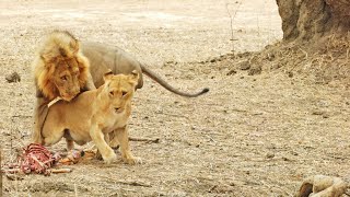 Lioness Flirts With Male Just to Steal His Food [upl. by Canon]