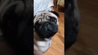 carlino puglife puppy pug funny puglove babypug [upl. by Lashar]