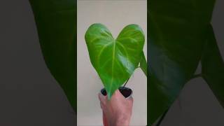 Anthurium Macrolobium Clarinervium x Pedatoradiatum anthurium macrolobium trending [upl. by Yhtorod]