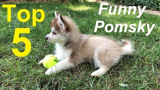 5 funny things Pomskies do five things to expect when you get a Pomsky puppy [upl. by Brosy]