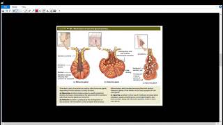 Exocrine Glands l6l الغدد خارجية الإفراز [upl. by Durtschi397]