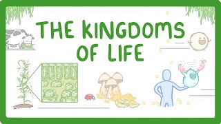 Kingdoms of Life  Animals Plants Fungi Protoctists Bacteria and Viruses 1 [upl. by Lantha357]