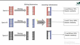 Nucleic Acid Hybridization in Urdu [upl. by Ffirahs]