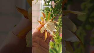 Цветение Эпифиллума ангулигера  Epiphyllum anguliger  FlowersLand [upl. by Grubman982]