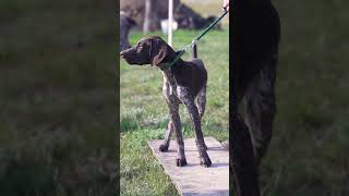 How To Train A Versatile Hunting Dog [upl. by Holmen176]