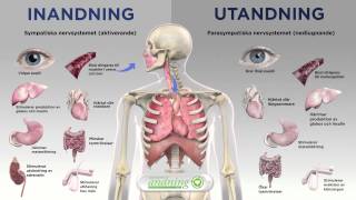 Vår andning påverkar nervsystemet [upl. by Bowyer976]