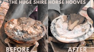 Shire Horse  Satisfying Hoof Hooves [upl. by Nyleuqaj692]