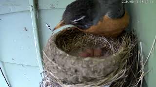 Robins Nest on the Porch [upl. by Nuawaj]