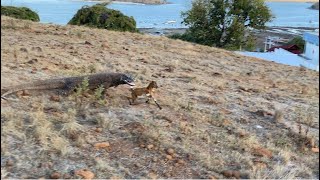 The moment of swallowing Komodo dragons and small goats [upl. by Atnomed48]