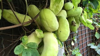 Chocolate vine  Akebia Quinata abundant crop is starting to ripen in mid September [upl. by Ttelrats841]