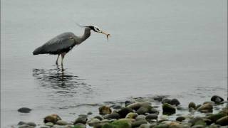 Great blue heron call [upl. by Adnaluoy]