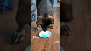 Steel gets brain freeze😂🥶😂Remember to Subscribe Share Like and leave a comment🐶😂 [upl. by Greenfield381]