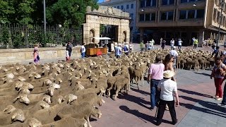 Somos Trashumantes de Soria a Oncala 2016 [upl. by Steinke]