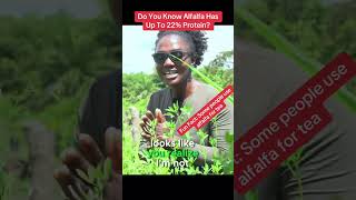 Why You Need Alfalfa At Your Farm Part 1 semanhyiafarms farminginafrica [upl. by Buddie]