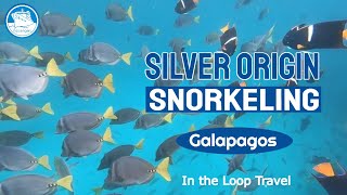 Silver Origin  Snorkeling in the Galapagos with Sea Lions [upl. by Salem311]