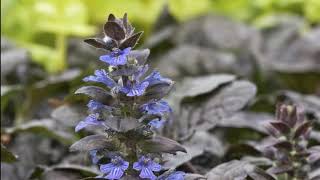 Bugleweed Plant care growing in home benefits [upl. by Gary]