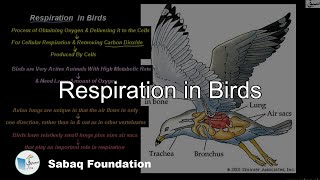 Respiration in Birds Biology Lecture  Sabaqpk [upl. by Hauger]