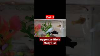 Aggressive Black Molly Fish 🐠😡 In Acquarium  Part1 Aquarium Aquarium Fish UmmeRaziOfficial0720 [upl. by Feer]