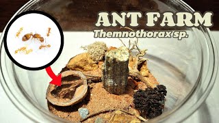 My ANTS just got a NEW ANT FARM Temnothorax sp [upl. by Anawad]