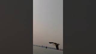 Seabird catching kurkure jubinnautiyal music bollywood song tseries shortvideo [upl. by Dett540]