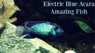 Electric Blue Acara Amazing Fish [upl. by Adnilreb]