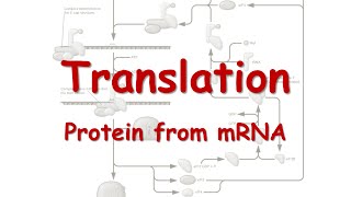 Translation Protein from RNA [upl. by Bello]